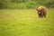 Scottish Highland Cattle