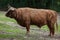 Scottish highland cattle (Bos primigenius taurus).