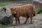 Scottish highland cattle (Bos primigenius taurus).