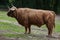 Scottish highland cattle Bos primigenius taurus.