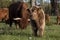 Scottish highland cattle calf staring at camera