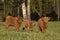 Scottish highland cattle calves staring at camera