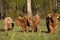 Scottish highland cattle calves staring at camera