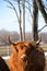 Scottish Highland Cattle chewing hay staring at camera vertical image