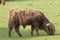 Scottish highland cattle, cow, coo, Bos taurus grazing with background and portrait