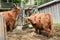 Scottish highland cattle at Gut Aiderbichl in Deggendorf, Bavaria, Germany