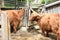 Scottish highland cattle at Gut Aiderbichl in Deggendorf, Bavaria, Germany