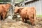 Scottish highland cattle at Gut Aiderbichl in Deggendorf, Bavaria, Germany