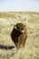 A Scottish highland cattle on his pasture. The focus is on the cow with its long, shaggy, red-brown fur. The long horns look