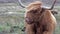 Scottish highland cattle next to single track road on the Isle of Skye - Scotland