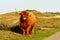 A Scottish Highland cattle in the North Holland dune reserve, standing beside a trail. Schoorlse Duinen, Netherlands
