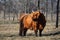 Scottish Highland Cattle in pasture