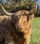 Scottish highland cattle portrait image