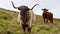 Scottish Highland cattle, rainy day