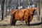Scottish Highland Cattle with red muddy coat in late winter pasture la