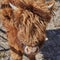 Scottish highland cattle standing on a paddock on the outskirts of Berlin