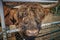 Scottish highland cattle standing on a paddock on the outskirts of Berlin