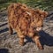 Scottish highland cattle standing on a paddock on the outskirts of Berlin