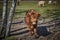 Scottish highland cattle standing on a paddock on the outskirts of Berlin