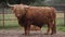 Scottish Highland cattle is staying in a corral