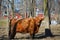 Scottish Highland Cattle in trees with red barns