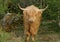 Scottish highland cow