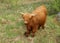 Scottish highland cow