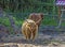 Scottish highland cow calf