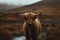 Scottish highland cow. Generative AI