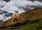 Scottish highland cow grazing in the dolomites
