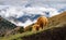 Scottish highland cow grazing in the dolomites