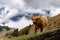 Scottish highland cow grazing in the dolomites
