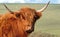 Scottish Highland cow on moorland in sunshine