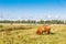 Scottish Highland cow in natural Drents meadow landscape