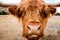 Scottish Highland Cow in New Zealand.