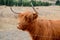 Scottish Highland Cow in New Zealand.