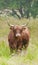 A scottish highland cow out on the moor