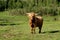 Scottish Highland cow on pasture