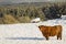 A scottish highland cow standing in the snow with woodland behind