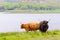 Scottish Highland Cows