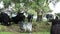 Scottish highland cows