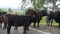 Scottish highland cows