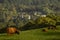 Scottish highland cows, bull, female and young in field