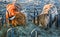 Scottish highland cows at feeding. Baden Baden. Baden Wuerttemberg, Germany, Europe