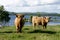 Scottish Highland cows on pasture