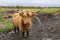 Scottish Highland hairy red cow with wet nose standing in muddy field