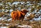 Scottish highland ox in winter outside in field