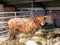 Scottish highlander in barn