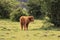 Scottish Highlander calf standing veluwe nature