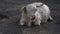 A Scottish highlander cow lies on the ground and chews grass. grazing cattle. Farming. Countryside